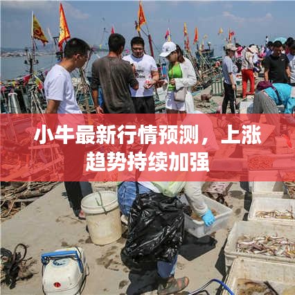 小牛最新行情预测，上涨趋势持续加强