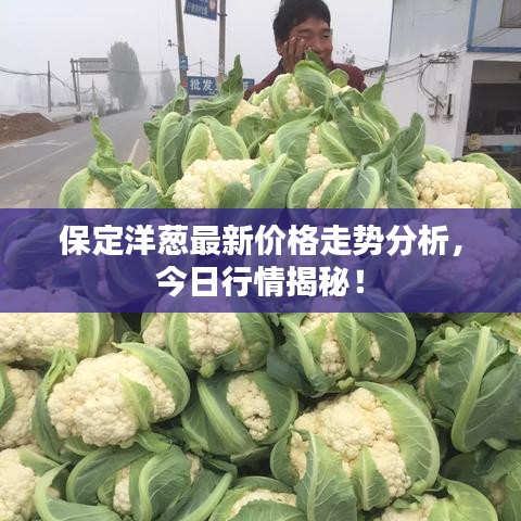 保定洋葱最新价格走势分析，今日行情揭秘！