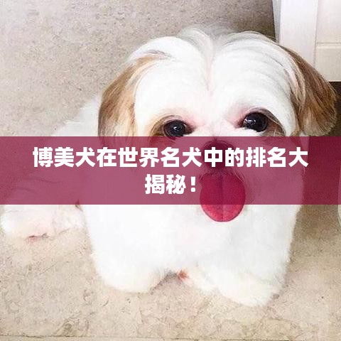 博美犬在世界名犬中的排名大揭秘！