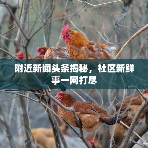 附近新闻头条揭秘，社区新鲜事一网打尽