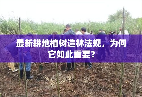 最新耕地植树造林法规，为何它如此重要？