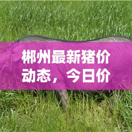 郴州最新猪价动态，今日价格分析与预测