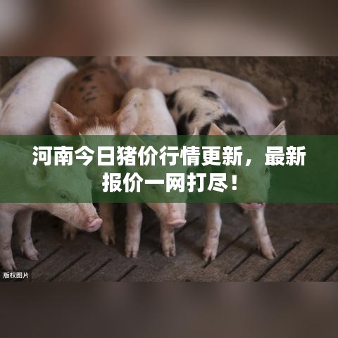 河南今日猪价行情更新，最新报价一网打尽！