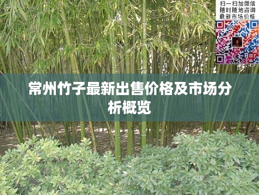常州竹子最新出售价格及市场分析概览