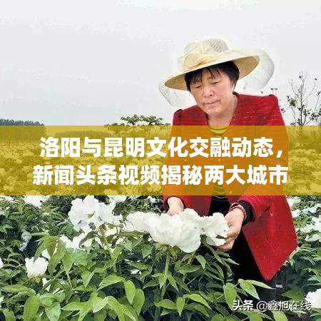 洛阳与昆明文化交融动态，新闻头条视频揭秘两大城市发展新篇章