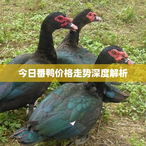 今日番鸭价格走势深度解析