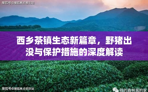 西乡茶镇生态新篇章，野猪出没与保护措施的深度解读