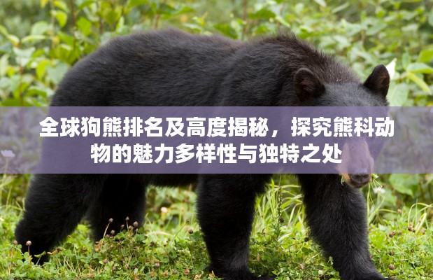 全球狗熊排名及高度揭秘，探究熊科动物的魅力多样性与独特之处