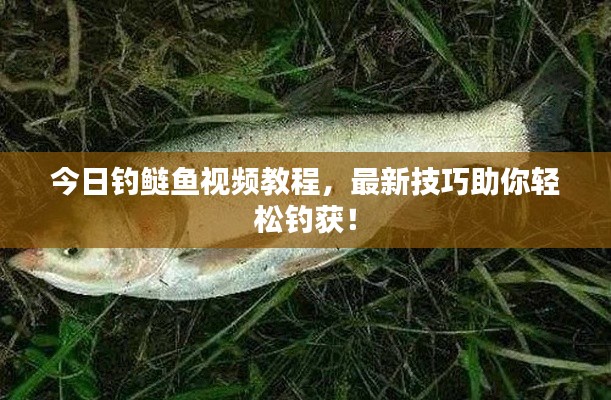 今日钓鲢鱼视频教程，最新技巧助你轻松钓获！