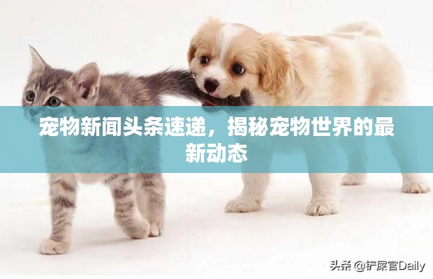 宠物新闻头条速递，揭秘宠物世界的最新动态