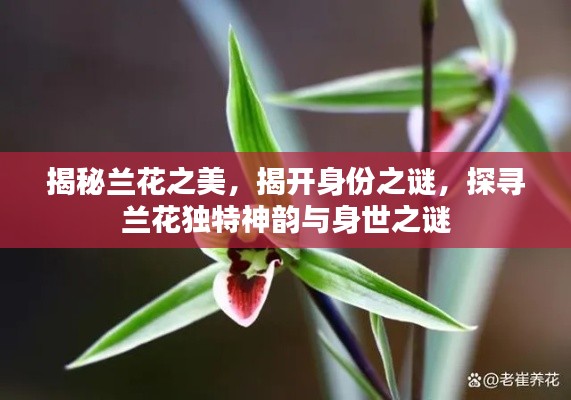 揭秘兰花之美，揭开身份之谜，探寻兰花独特神韵与身世之谜