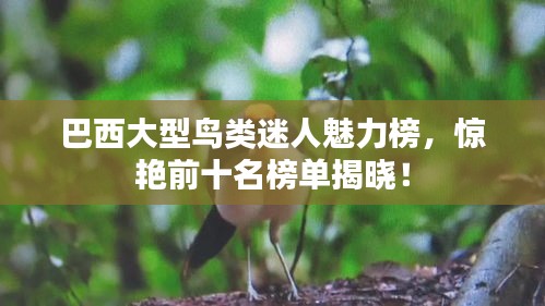 巴西大型鸟类迷人魅力榜，惊艳前十名榜单揭晓！