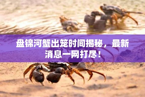 盘锦河蟹出笼时间揭秘，最新消息一网打尽！