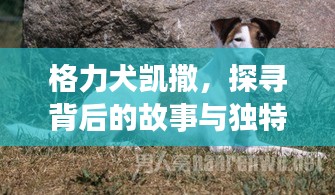 格力犬凯撒，探寻背后的故事与独特魅力