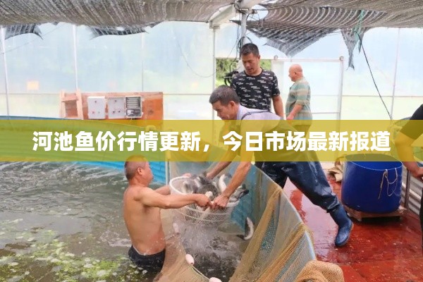 河池鱼价行情更新，今日市场最新报道