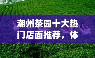 潮州茶园十大热门店面推荐，体验独特茶文化之旅