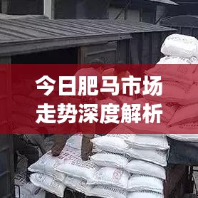今日肥马市场走势深度解析