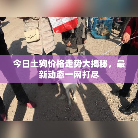 今日土狗价格走势大揭秘，最新动态一网打尽