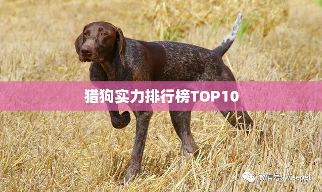 猎狗实力排行榜TOP10