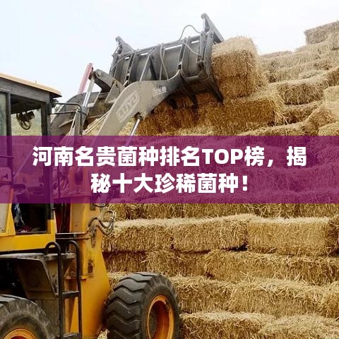 河南名贵菌种排名TOP榜，揭秘十大珍稀菌种！