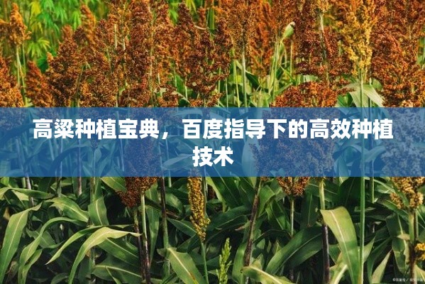 高粱种植宝典，百度指导下的高效种植技术