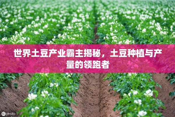世界土豆产业霸主揭秘，土豆种植与产量的领跑者